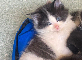 3 kittens looking for forever homes 1x super fluffy