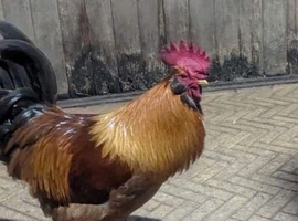Young cockeral free to good homes ONLY