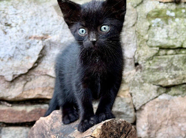 8 week old kittens ready for a new home