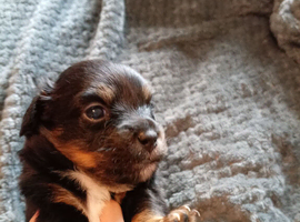Puppies