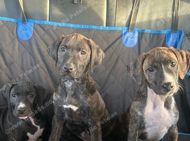 Beautiful Rhodesian Ridgeback x Bull Lurcher Puppies - Only 4 Left!