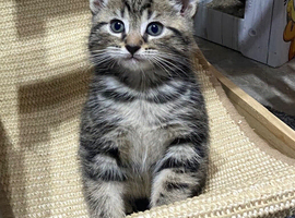 READY NOW, Beautiful docile tabby boy