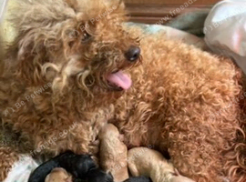 Miniature Poodle Puppies