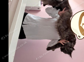 Last half maincoon kitten 200
