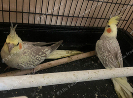 Pair of cockatiels