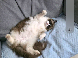 Seal point ragdoll