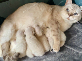 BEAUTIFUL PURE BRED BSH RARE SEAL LYNX KITTENS
