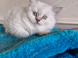 British short haired cross kitten for sale