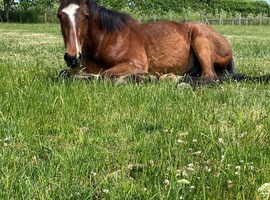 Irish draught x cob colt