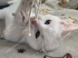 Cuddly white boy waiting for his new home!