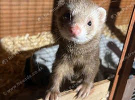 Sandy ferret for sale