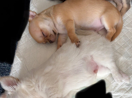 Chihuahua puppies