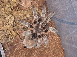 Adult Female G rosea