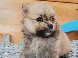 White and sable Pomeranian puppies