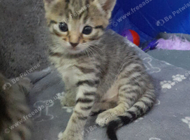Kittens ready 16th October