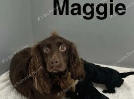 Gorgeous cockapoo puppies girls and boys available