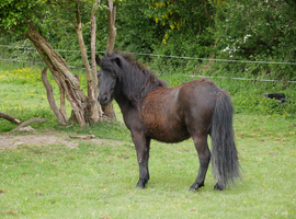 Registered Standard Shetland Gelding