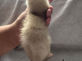Beautiful part angora kits for sale