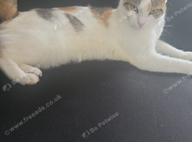 Please help us find our cat