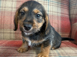 Ready to go Schnoxie pups ,