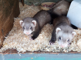 Female Baby Ferrets - 2 for &pound;100