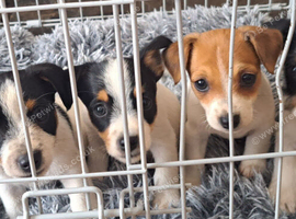 jack russell puppies