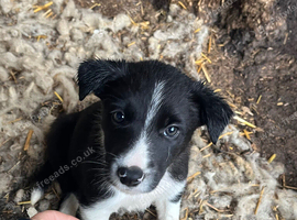 Border collie male puppy for sale