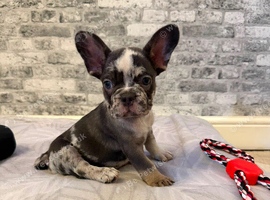 K.c French bulldog