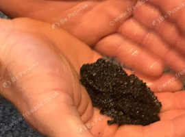 Vietnamese Mossy Frogs