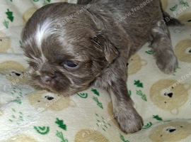 Imperial dobie shih tzu