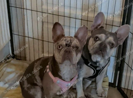 Male and female Merle frenchies