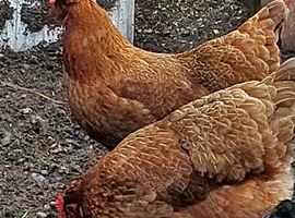 6 Autralaup hens 11 months old laying