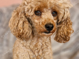 Spayed adult female toy poodle