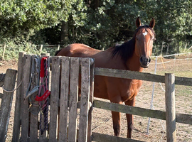 **Maddie &mdash; 4-year-old, 15.2hh Thoroughbred mare**