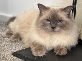 Beautiful 4yr old GCCF registered female Ragdoll