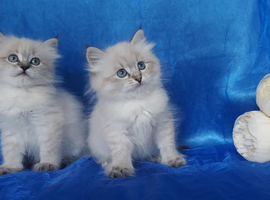 Siberian Kittens For Sale