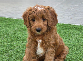 2 BOYS READY NOW Red F1b miniature goldendoodle