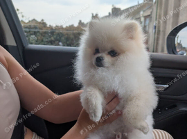 Russia Pomeranian