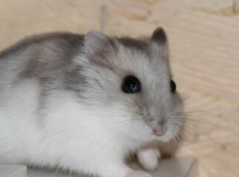 Dwarf male hamster