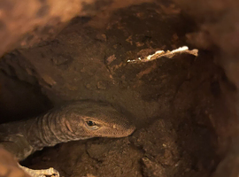 Varanus tristis tristis (black headed monitor)