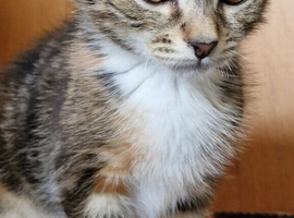 Kitten female