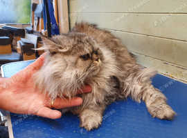 Cat Grooming and Cat Sitting Service