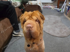Teddy bear coat sharpei 3 years old