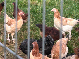 LF Wheaton Maran and cuckoo Maran pullets for sale