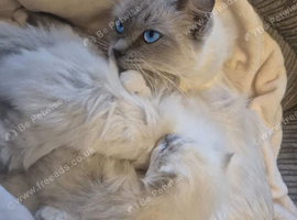 Ragdoll kitten
