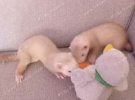 4 Baby ferrets