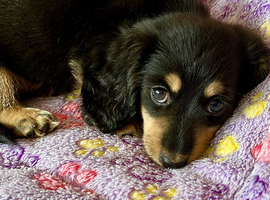Only 2 left Petite size long haired dachshund puppies highly dna tested parents low coefficient %