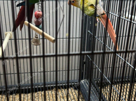 Conures