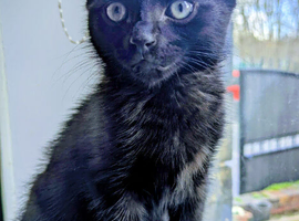 MONTY! 4 Month old Male Cat