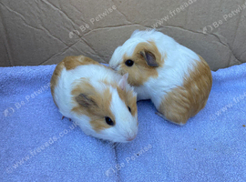 Young guinea pigs